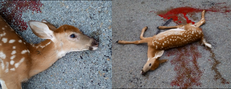 [Two photos spliced together. On the left is a close view of the fawn's head and neck. It's eyes are open and its ears alert on its head. The white splotches on its brown fur are evident. The photo on the right is the entire deer including the blood splattered on the road. The deer is lying on its left side with its legs spread as if it died and fell in mid run across the road. There is not blood on most of the fur, so I think it was hit in the leg or hind end. The fawn was probably a couple of months old.]